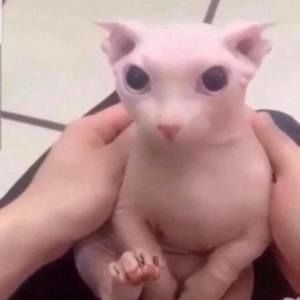 Meet your Posher, Marshall